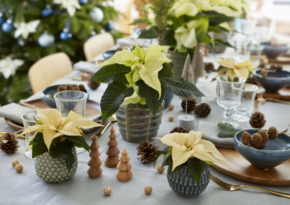 Kuvassa on erikokoisia valkosia joulutähtiä ruokapöydällä.