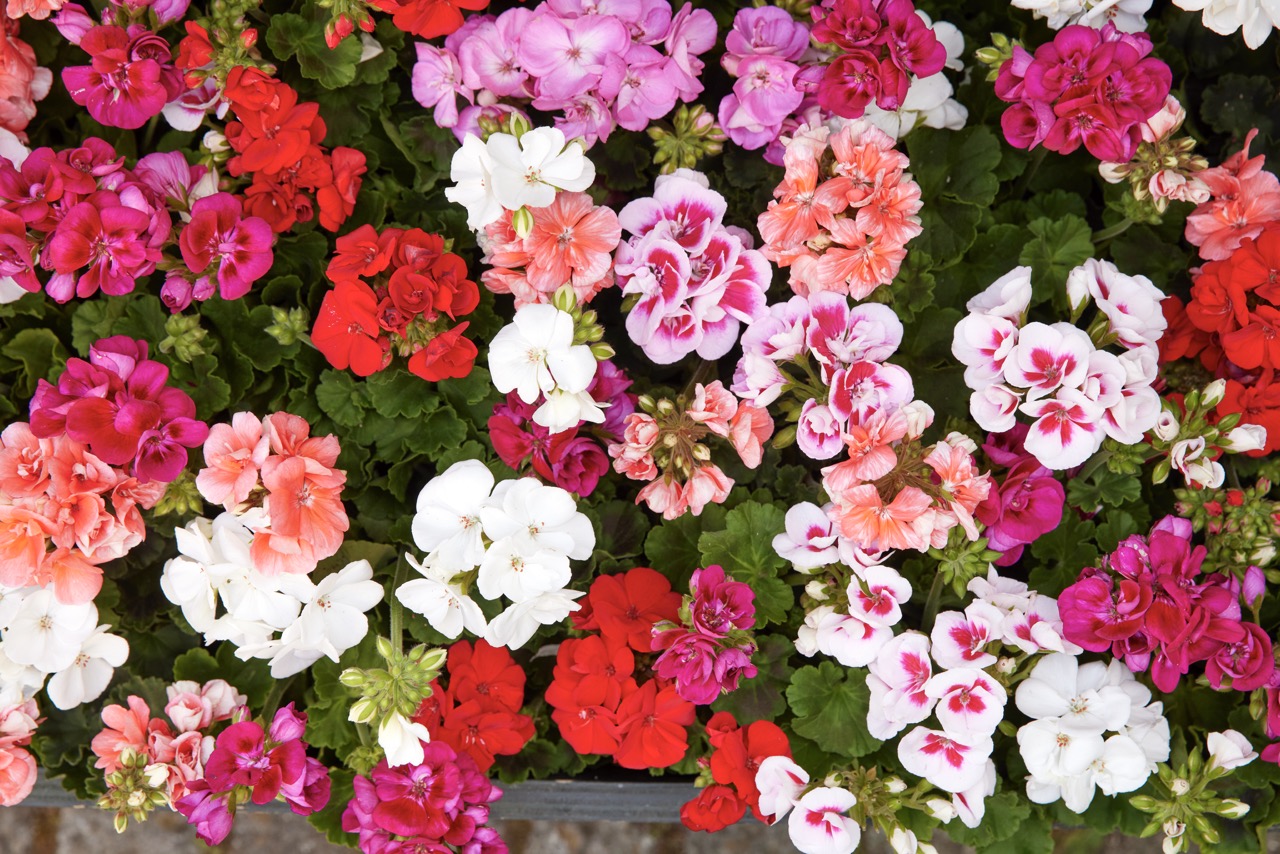 2024_geraniums_5000_live_in_a_world_of_flowers_12-suuri