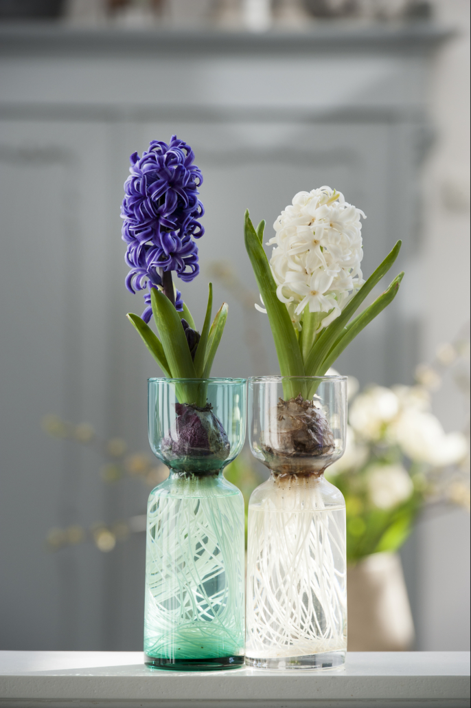 Hyacinth bulbs in a vase 2016