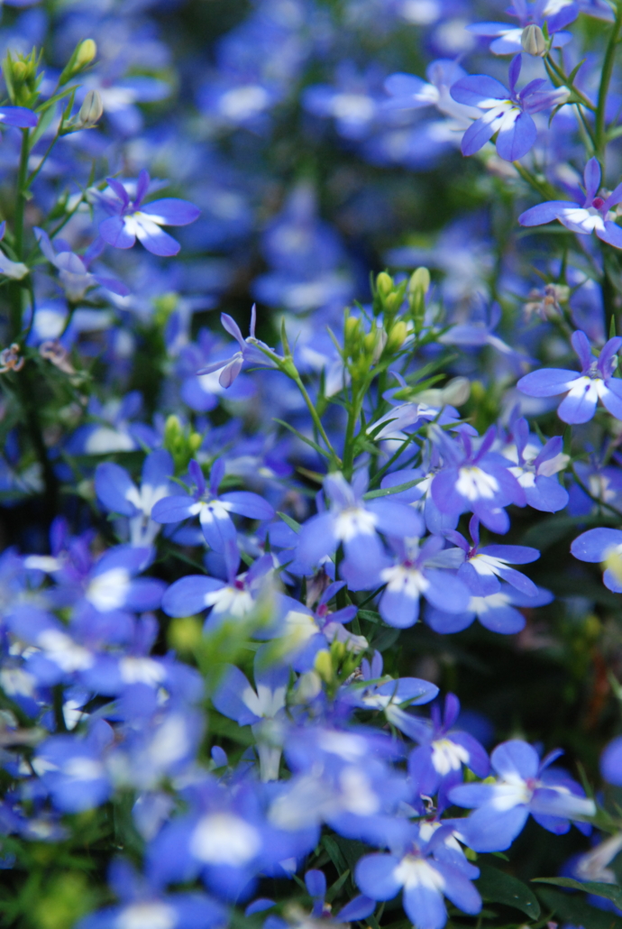 DSC_0024 Kuvassa on sininen lobelia.