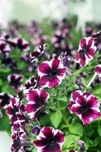 Kuvassa on valko-lila tarhapetunia.