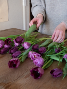 Kuvassa henkilö käsittelee tulppaaneja