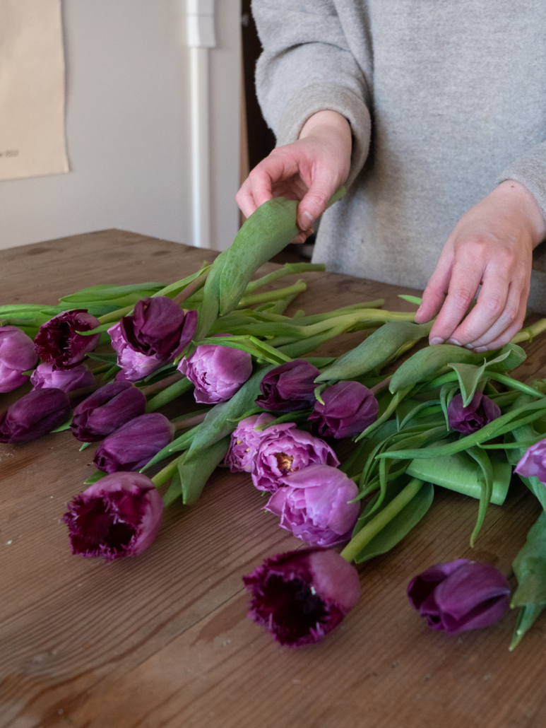 Kuvassa henkilö käsittelee tulppaaneja