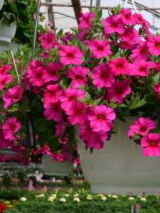 Kuvassa on pinkki riippapetunia.