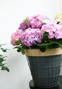 Kuvassa korissa on vaaleanpunainen hortensia.