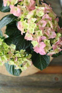 Kuvassa on vaaleanpunainen hortensia.