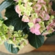 Kuvassa on vaaleanpunainen hortensia.