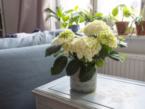 Kuvassa on vaaleansinisen arkun päällä valkoinen hortensia. Taustalla on turkoosi sohva.