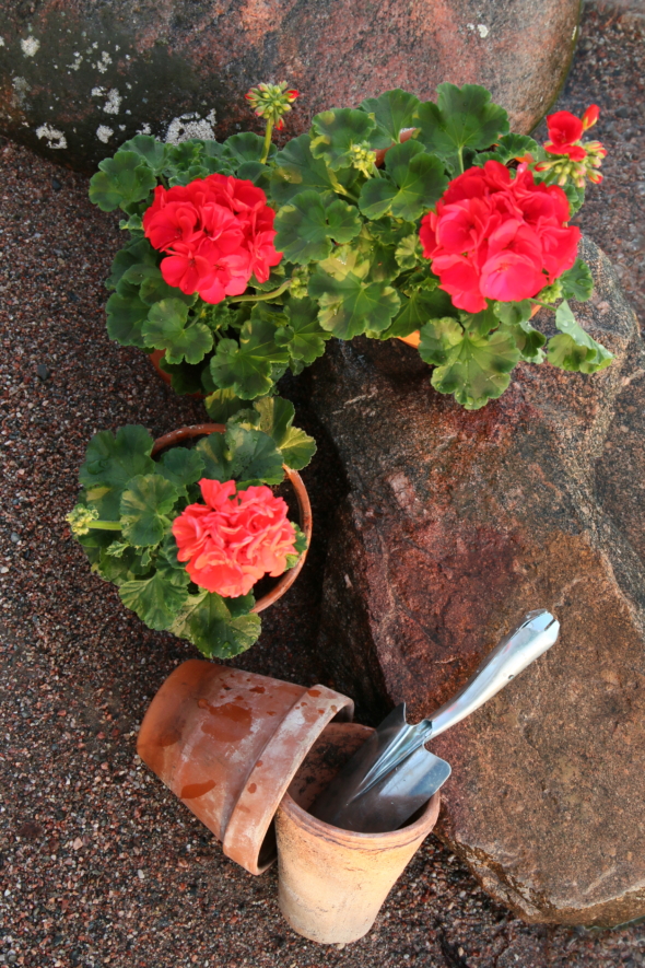 Kuvassa on rannalla kolme punaista pelargonia. Pelargonien vieressä on iso kivi ja saviruukkuja.