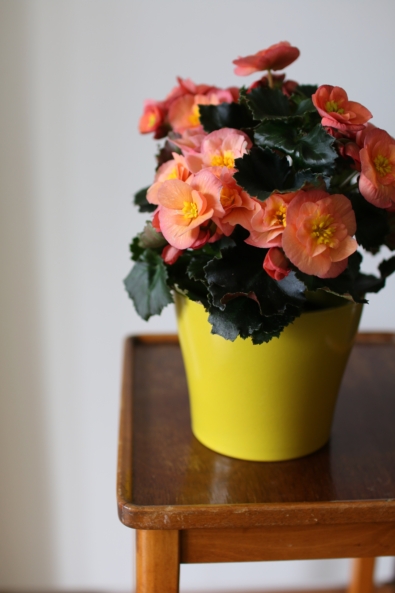 Kuvassa on persikan sävyinen begonia keltaisessa ruukussa. Ruukku on ruskealla pöydällä.