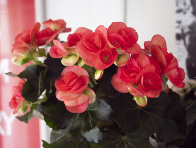 Kuvassa on pinkki ruusubegonia
