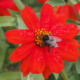 Kuvassa on mehiläinen punaisessa daaliassa.