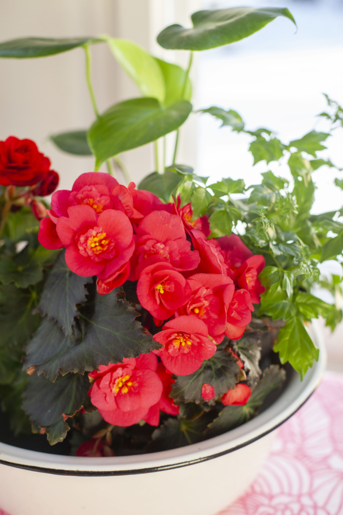 _MG_1482 kopio (1)