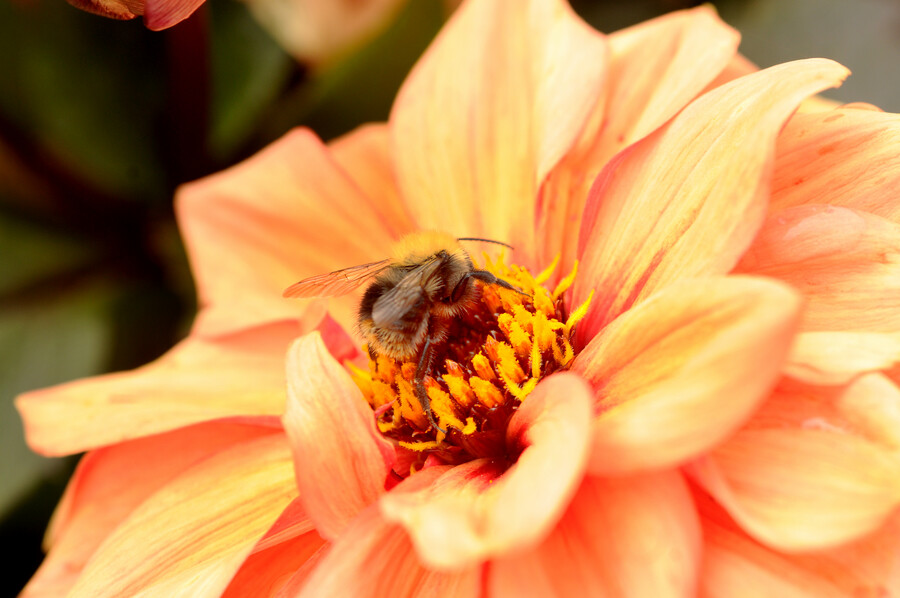 221216-mr-dahlia-orange
