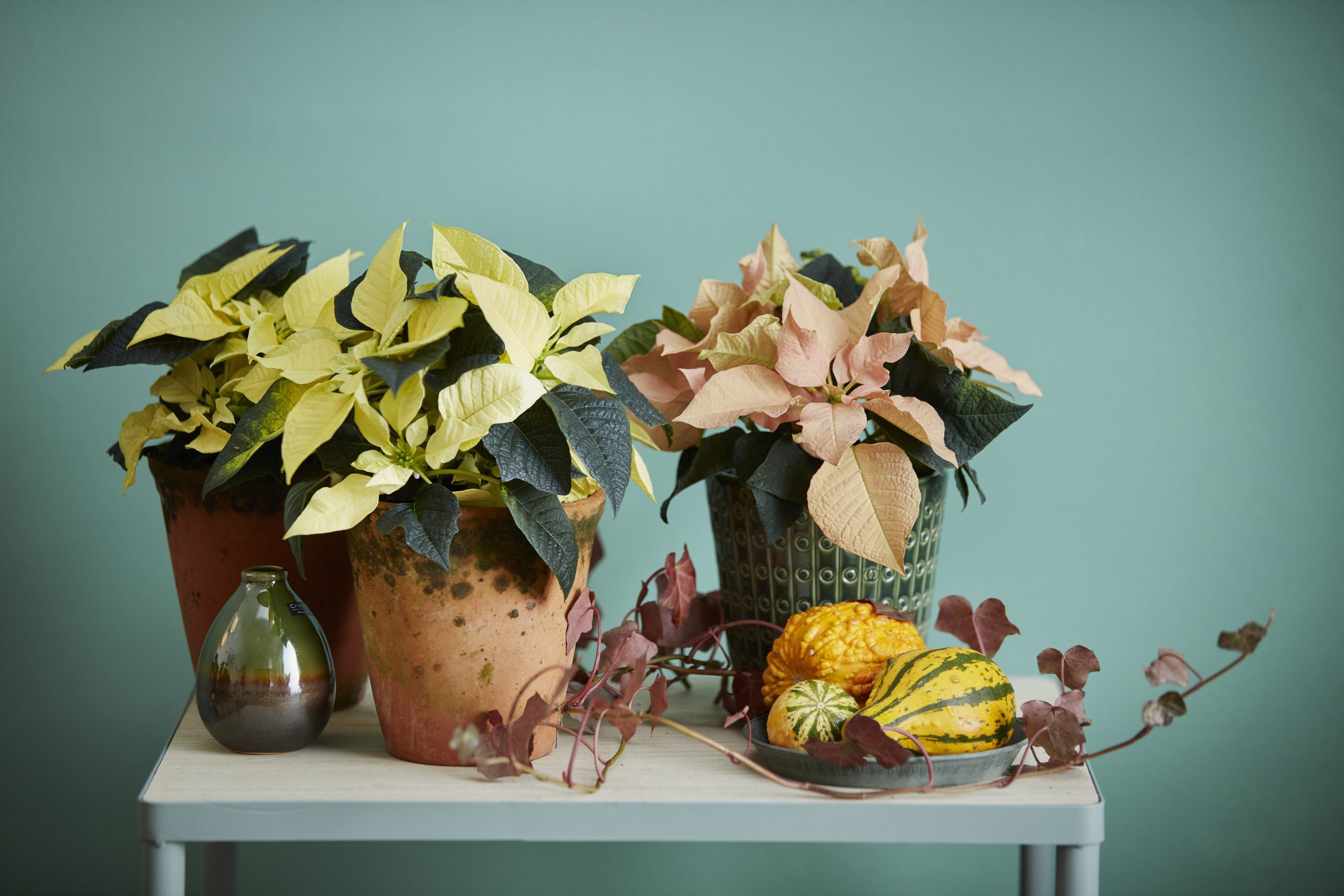 2018_poinsettia_0300_varieties_04-1